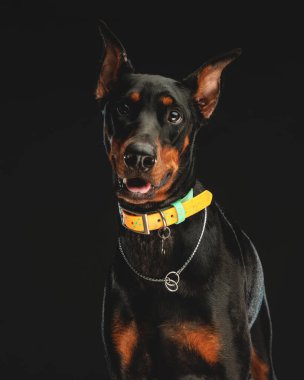 Tatlı Dobermann 'ın tasması ileriye bakıyor ve siyah arka planda otururken dili dışarı çıkıyor ve nefes nefese kalıyor.