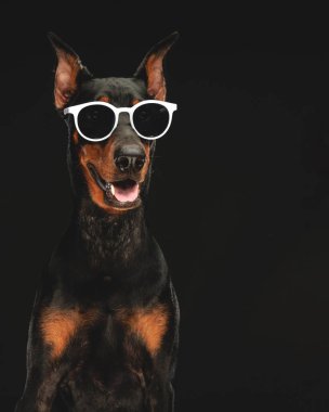 Güneş gözlüklü havalı Dobermann köpek yavrusu dili açık soluk soluğa siyah arka planda oturuyor ve diğer tarafa bakıyor. 