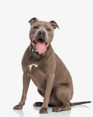 Mutlu amstaff köpeği beyaz arka planda otururken dilini çıkarıp nefes nefese kalıyor.