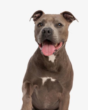 Mutlu amstaff köpeğinin portresi ileriye bakıyor ve beyaz arka planda otururken dilini dışarı çıkarıyor.