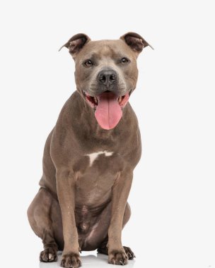 Sevimli amstaff köpeği kameraya bakıyor ve beyaz arka planda otururken dili açık soluk soluğa kalıyor.
