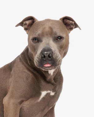 Güzel amstaff köpeği beyaz arka planda otururken dilini çıkarıp kameraya bakıyor.
