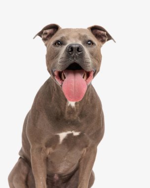 Mutlu amstaff kuçu kuçu kuçu. Stüdyoda beyaz arka planda otururken dilini çıkarıp soluk soluğa kalıyor.