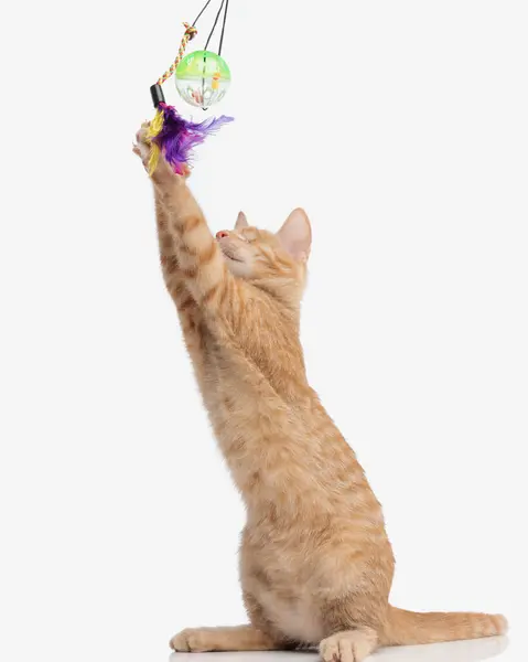 stock image happy visionless orange kitty having fun and playing with toys while standing on her behind legs in front of white background