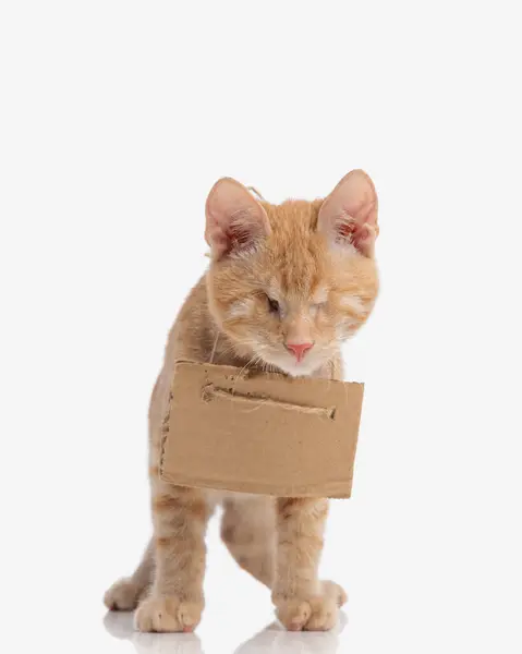 stock image adorable homeless kitty with no sight wearing a carton on the neck and waiting to be adopted in front of white background 