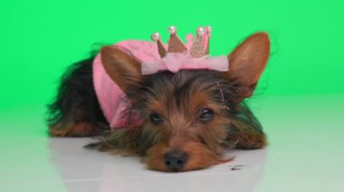 Pembe süveteri ve güzel incileri olan değerli küçük Yorkshire teriyeri köpek yavrusu yere uzanmış gri arka planda dinleniyor.