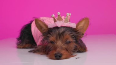 Güzel Yorkshire Teriyeri prenses köpek pembe kazak ve inci ve pırıltılı kraliyet tacı giymiş pembe arka planda yerde dinleniyor.