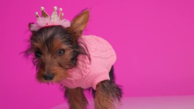 Güzel Yorkshire Teriyeri köpeğinin pembe süveteri ve incili altın tacıyla pembe arka planda oturan ve ileriye bakan videosu.