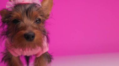 Meraklı küçük Yorkshire Teriyer prensesi. Taçlı yavru köpek. Kameraya bakıyor, kokluyor, pembe arka plana bakıyor.