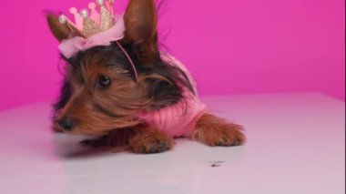 tapılası küçük Yorkshire teriyer köpeği yerde dinleniyor, dikkati dağılıyor ve etrafa bakıyor, ayağa kalkıyor ve pembe arka planda yürüyor.