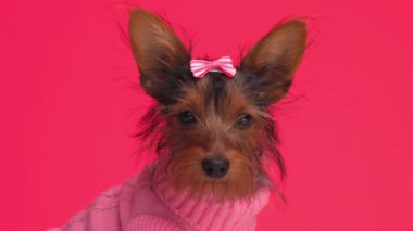 Pembe fiyonk ve süveter giyen sevimli küçük Yorkshire teriyeri etrafa bakıyor ve kırmızı arka planda oturuyor.