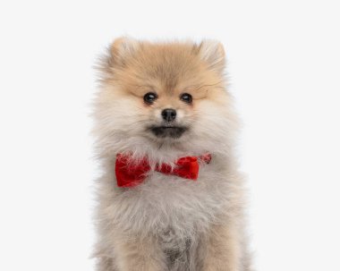 portrait of cute elegant pomeranian puppy with red bowtie looking forward and sitting in front of white background clipart