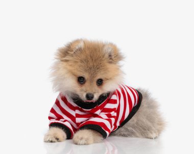 Kıymetli küçük Pomeranian köpekleri dillerini çıkarıp beyaz arka planda uzanırken burun yalarlar.