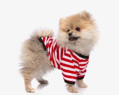 Kırmızı beyaz çizgili sevimli Pomeranya köpeğinin yan görüntüsü. Arkaya bakıyor ve beyaz arka planın önünde duruyor.