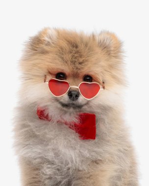 lovely pomeranian spitz doggy looking over heart sunglasses, wearing red bowtie and sitting in front of white background clipart