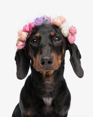 güzel tekkel dachshund köpeği çiçek bandıyla kameraya bakıyor ve beyaz arka planda oturuyor.