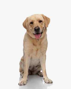 Değerli Labrador Retriever köpeği mutlu. Stüdyoda beyaz arka planda otururken dilini çıkarıp nefes nefese kalıyor.