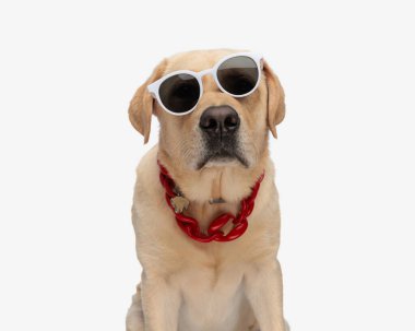 Tatlı Labrador Retriever köpeği eğik güneş gözlüğü ve kırmızı yakalı stüdyoda beyaz arka planda oturuyor.