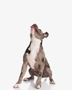 Hevesli Amerikan zorba köpeği beyaz arka planda otururken dilini çıkarıp nefes nefese kalmış.