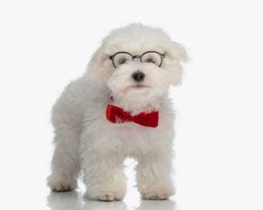 Kırmızı papyonlu, gözlüklü, beyaz arka planda yürüyen tatlı bichon köpekleri.