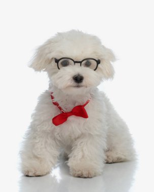 Gözlüklü ve papyonlu küçük sevimli bichon köpeğinin beyaz arka planda oturduğunu gördüm.