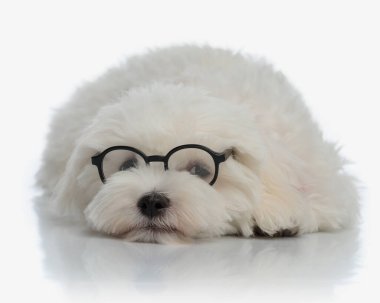 Okuma gözlüklü sevimli bichon köpeğinin başını öne eğip stüdyoda beyaz arka planda utangaç olması.