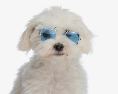 Kare güneş gözlüklü sevimli bichon Malta köpeği portresi ileri bakıyor ve beyaz arka planda oturuyor.