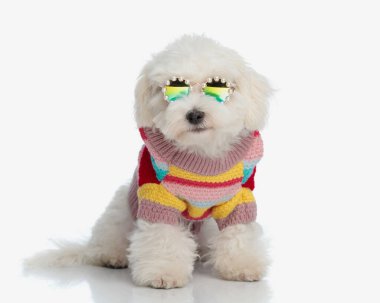 İnci gözlüklü, pamuklu örgü takan ve beyaz arka planda oturan havalı küçük bichon Malta köpeği.