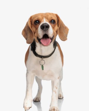 Beyaz arka planda dikilirken dilini çıkarıp nefes nefese kalan yonca yakalı sevimli av köpeği.