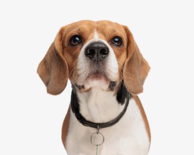 Beyaz arka planda dikilirken tasmalı küçük köpek yavrusu yukarı bakıyor.