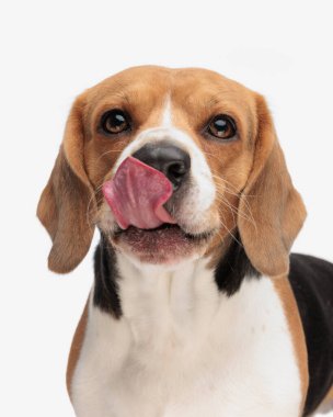 Açgözlü küçük köpek yavrusu beyaz arka planda dikilip ileriye bakarken dilini çıkarıp ağzını yalıyor.