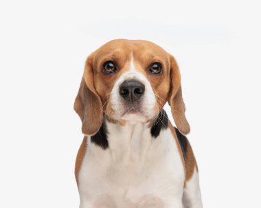 Güzel küçük av köpeği ileriye bakıyor ve stüdyoda beyaz arka planın önünde duruyor.