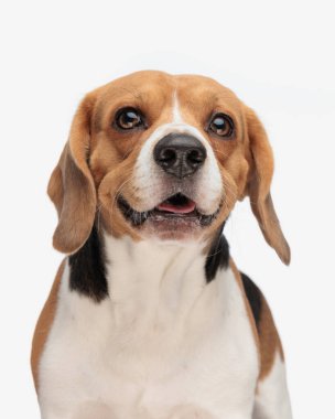 tapılası av köpeği yukarı bakıyor, dili dışarı çıkıyor ve soluk soluğa kalıyor beyaz arka planda dururken