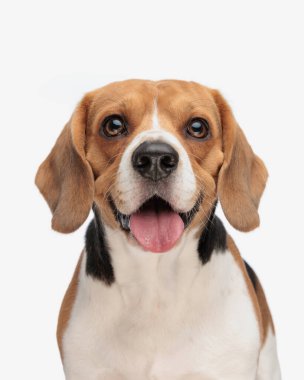 Mutlu küçük köpek yavrusu yukarı bakıyor, beyaz arka planda otururken dilini çıkarıp nefes nefese.