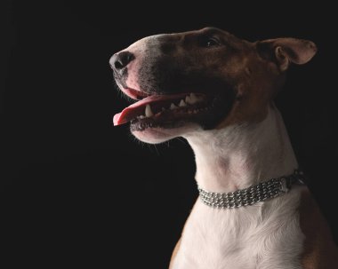 Tatlı teriyer köpeği, dilini çıkarıp nefes nefese siyah arka planda oturuyor ve yan tarafa bakıyor.