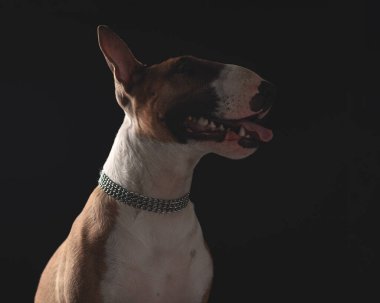 Siyah arka planda otururken dilini çıkarıp nefes nefese kalan gümüş yakalı köpek teriyeri.