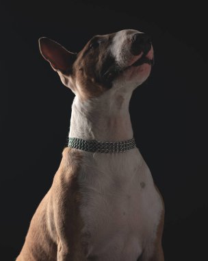 Gümüş yakalı güzel bir teriyer köpeği siyah arka planda otururken yukarı bakıyor ve merak ediyor.