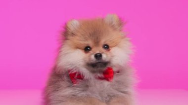 Boynunda kırmızı papyonlu mutlu küçük Pomeranya köpeciği uzanmış pembe arka planda ileriye bakıyor.