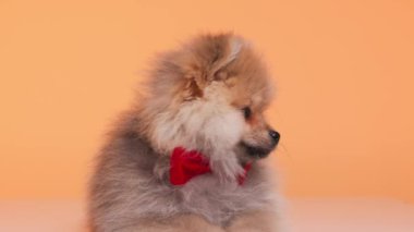 Sevimli küçük Pomeranya köpeciği yan tarafa bakıyor, bir ses duyuyor ve başını yana eğerek ileriye bakıyor ve turuncu arka planda uzanıyor.