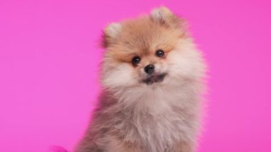 sevimli Pomeranya köpekleri yukarı bakıyor, dillerini çıkarıyor ve pembe arka planda otururken ağızlarını yalıyor.