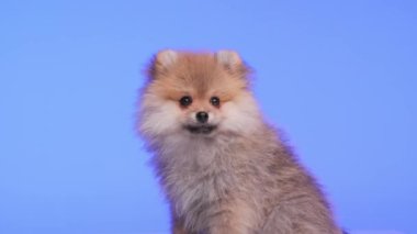 Pomeranya 'lı aç köpek, mor arka planda otururken dilini çıkarıp burnunu yalıyor.