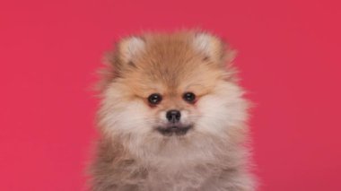sevimli küçük Pomeranya köpeciği dilini çıkarıp, ağzını yalıyor ve kırmızı arka planın önüne bakıyor.
