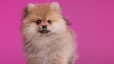 Küçük şirin Pomeranya köpeğinin proje videosu. Pembe arka planda dikilirken ileriye ve yana bakıyor.