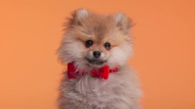 Zarif pomeranya tükürük köpek yavrusu boynuna kırmızı papyon takmış turuncu arka planda otururken ileri geri bakıyor.