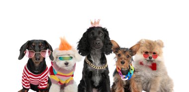 Cadılar bayramı için beyaz arka plan önünde komik kostümler ve aksesuarlar giyen küçük cins köpeklerden oluşan şirin bir aile.