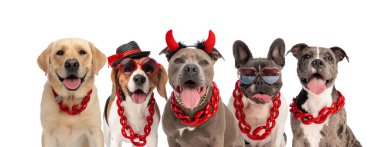 Farklı cinsten komik bir köpek Cadılar Bayramı partisi için bir sürü aksesuar takıyor, mutlu ve heyecanlı. 
