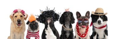 Farklı cins köpeklerden oluşan sevimli bir grup beyaz arka plan önünde komik ve şirin aksesuarlar takıyor.