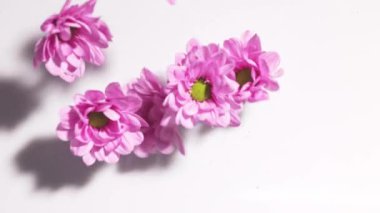 Pembe Gerbera Daisy çiçeklerinin sakin suya düşüşünün büyüleyici videosu barış ve yansıma kavramını gözler önüne seriyor.