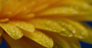 Güzel Gerbera Daisy çiçeğinin, üzerinde sabah çiği olan yumuşak ve sarı yapraklı videosunu kapat.