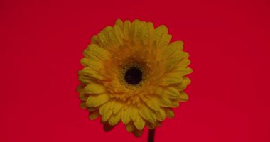 Gerbera Papatya sarı çiçeği, yazın parlaklığının ve neşesinin mükemmel bir temsili, ışığın solmasıyla ve kırmızı arka planda sabah çiğ tanecikleriyle